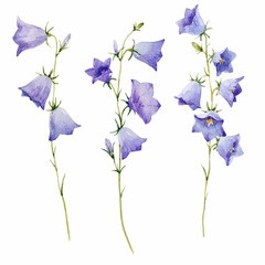 Beautiful watercolor bellflower stock illustrations set. Hand drawn floral harebell clip art. Blue flowers isolated illustration.