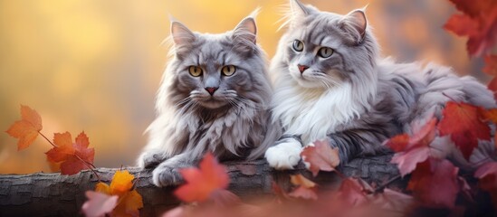 In a top view portrait two exquisite gray cats rest on the colorful autumn foliage in a captivating copy space image