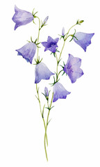 Beautiful watercolor bellflower stock illustration. Hand drawn floral harebell clip art. Blue flowers isolated illustration.