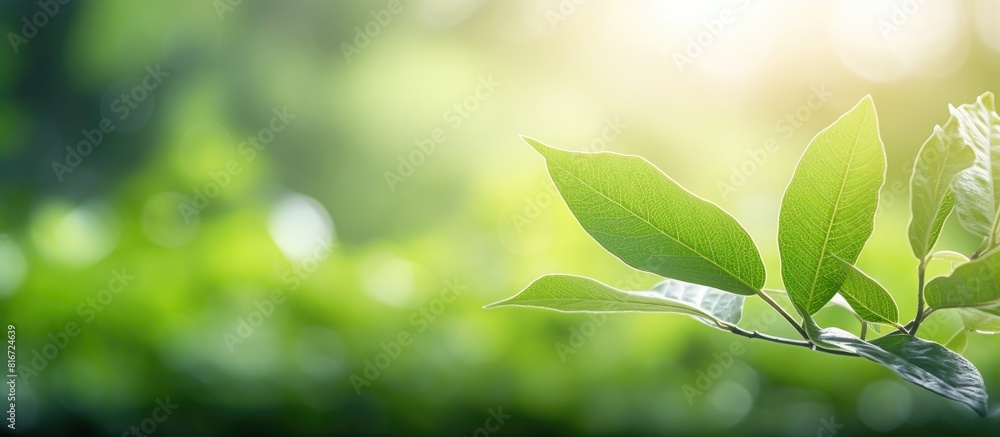 Poster A stunning macro shot of a green leaf frame surrounded by blurred greenery The leaf s beautiful texture is illuminated by sunlight creating a natural and picturesque background with plenty of copy spa