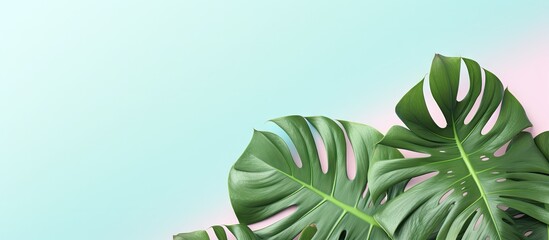 Copy space image of stunning Monstera leaves against a pastel backdrop