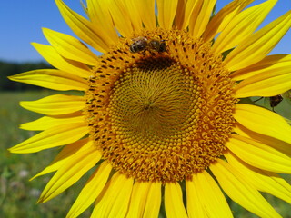 Obraz premium Biene auf Sonnenblume