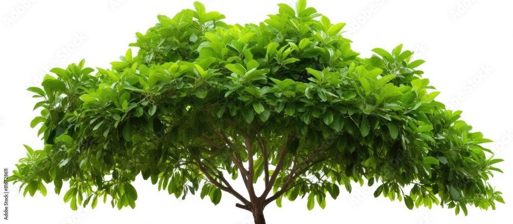 Poster a tropical tree with lush green foliage branches against a clean white background perfect for a copy