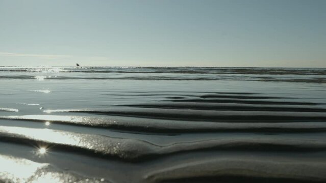 waves on the beach while bird in the water