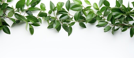 A refreshing arrangement of green leaves beautifully surrounds a copy space image against a pure white backdrop