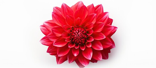 A stunningly beautiful Dahlia Red flower on a white background creates a captivating copy space image