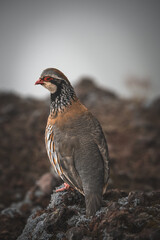 Vertical closeup of a Partridge perched on a rock in Pico Ruivo, Portugal
