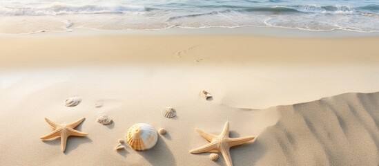 A sandy beach displaying imprints of seashells and starfish along with a palm shadow in the background Copy space available