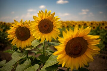 Bunch of vibrant sunflowers in a field