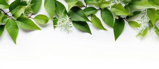 A refreshing arrangement of green leaves beautifully surrounds a copy space image against a pure white backdrop