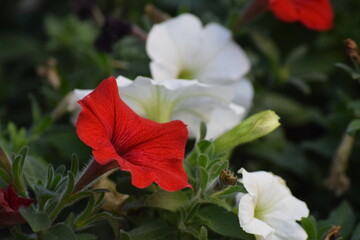 Closeup shot of vibrant, color-contrasting petunias in white and red.