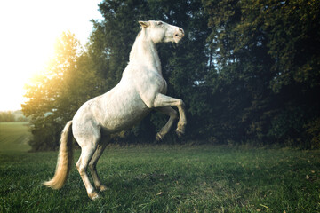 Magnificent white horse in a lush green field, with its hind legs raised in a majestic pose