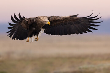 Fototapeta premium White-tailed eagle (Haliaeetus albicilla) with wings outstretched, soaring above a vast open field