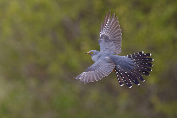 Majestic cuckoo bird flying gracefully through a lush landscape of emerald green grass