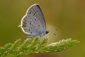 Stunning close-up of a scarce large blue (Phengaris teleius) butterfly perched atop a green plant