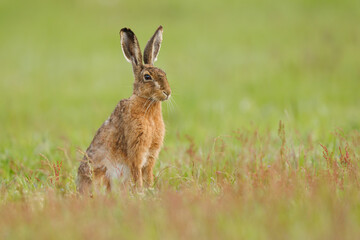 Small rabbit standing in lush green grass, in a peaceful and serene environment