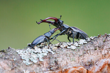 Close-up of two mating rhinoceros beetles on the bark of a tree branch