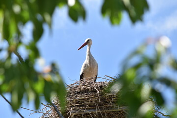 Beautiful Stork perched atop a nest in a lush tree, enjoying the warm afternoon sunshine