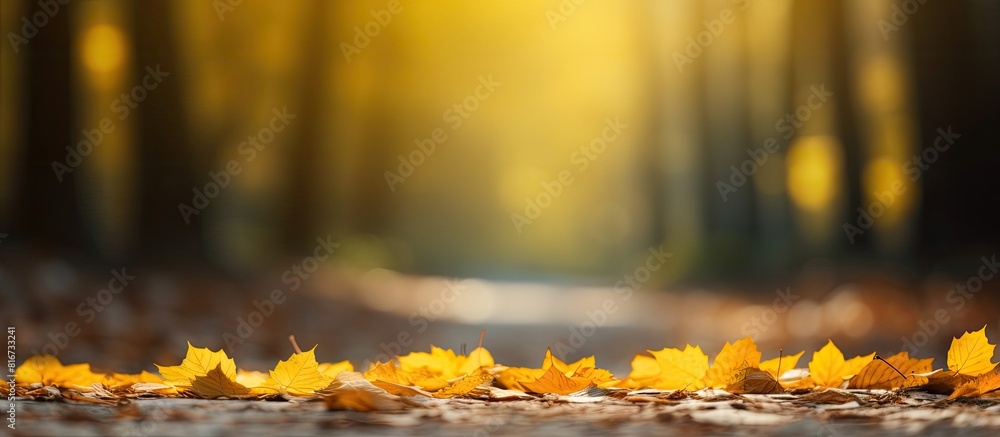 Poster In the tranquil autumn afternoon a picturesque forest is adorned with vibrant yellow maple leaves creating a captivating copy space image on the ground