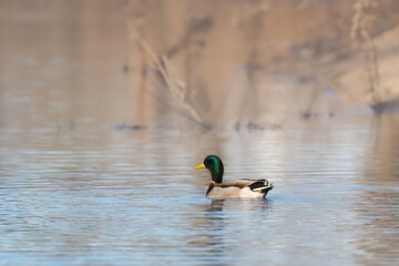 Mallard duck leisurely swimming in a tranquil pond with a backdrop of lush green hills
