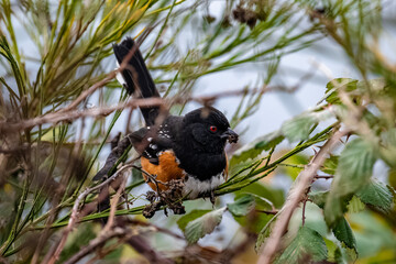 Small Spotted Towhee perched on a leafy branch of a tree, looking out into the distance