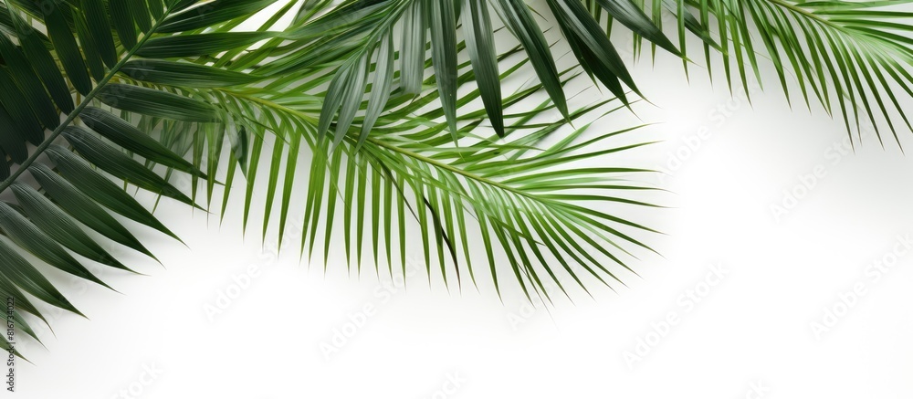 Poster a tropical summer concept with a top view of flat laid palm leaves on a white background providing a
