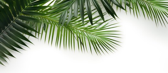 A tropical summer concept with a top view of flat laid palm leaves on a white background providing ample copy space for creative use