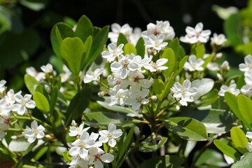 明るい陽光を受ける白花シャリンバイの茂み