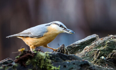 Beautiful nuthatch perched on a wooden branch in a tranquil forest, eating a snack