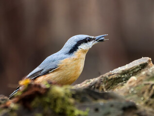 Vibrant-colored nuthatch perched atop a moss-covered tree stump against a wooden background