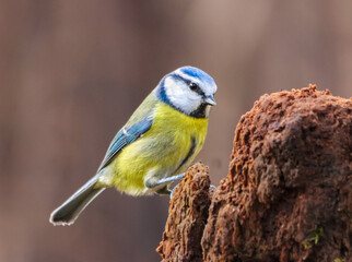 Blue tit perched atop a tree stump is gazing off into the distance