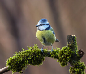 A backdrop of a moss-covered tree branch, a blue tit perches serenely