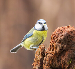 Blue tit perched on a tree trunk, standing in a natural setting
