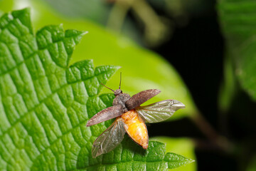 甲虫サビキコリが羽を開いて飛び立つ（自然光＆ストロボ・マクロレンズ接写）