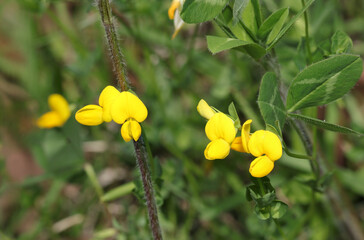 黄色いセイヨウミヤコグサの花（自然光＋マクロ接写写真）