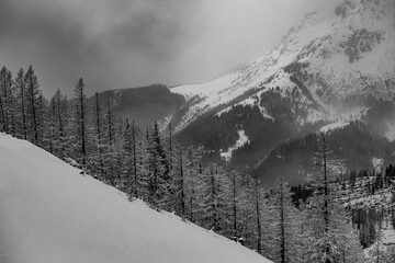 Scenic view of pine trees on a snowy mountain slope in winter