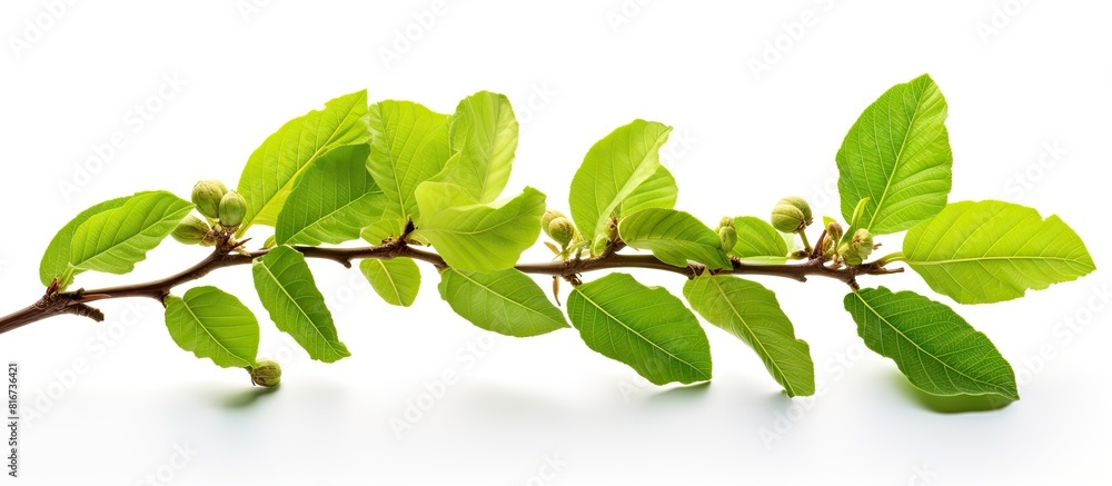 Poster Isolated walnut branch with young leaflets on a white background providing ample copy space for images