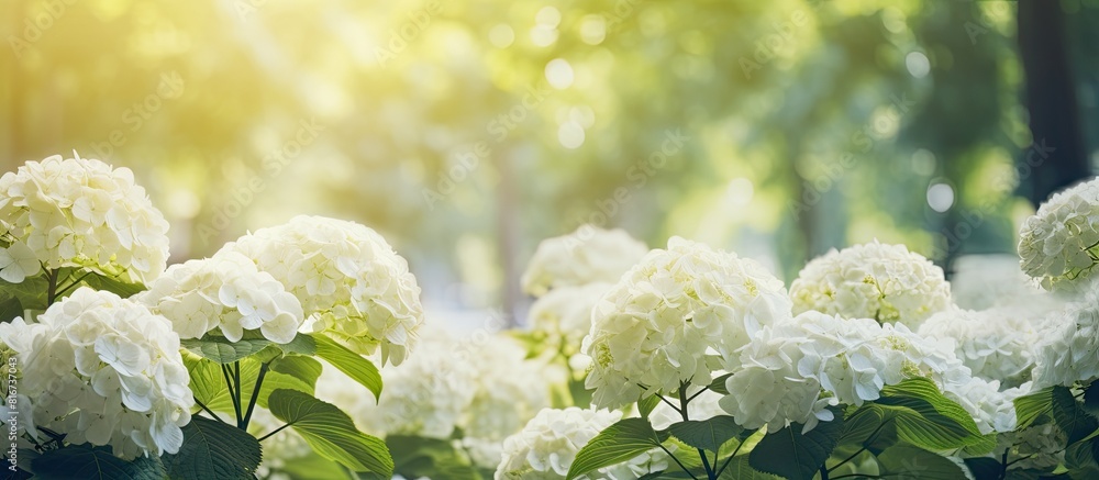 Poster In the spring garden there is a copy space image featuring withered hydrangea flowers