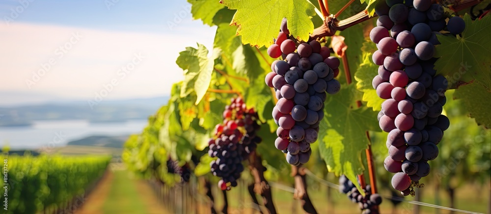 Poster vineyard scene with grapes hanging on vines providing a copy space image