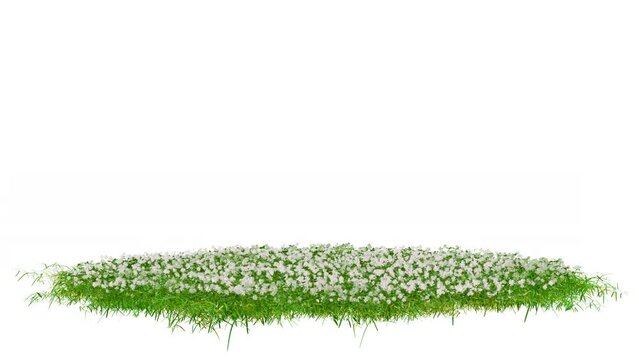 Round surface patch covered with green grass rotation on white background. Realistic natural element for presentation design. Bright 3d animation with alpha matte channel.