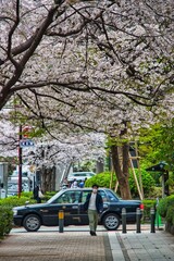 Tokyo's life during Sakura season