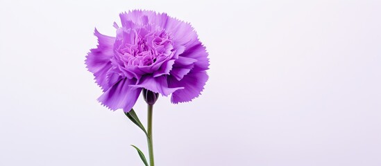 A purple carnation photographed alone on a white background leaving blank space around the image. with copy space image. Place for adding text or design