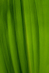 green leaf texture