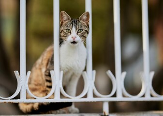 Closeup shot of an adorable stray cat gazing through a metal white fence