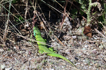 cache cache du lézard vert
