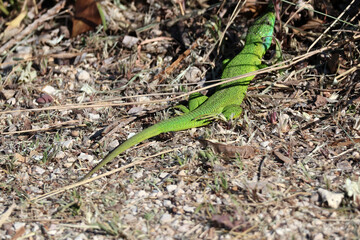 un lézard vert