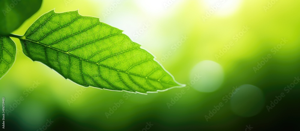 Poster A stunning macro shot of a green leaf frame surrounded by blurred greenery The leaf s beautiful texture is illuminated by sunlight creating a natural and picturesque background with plenty of copy spa