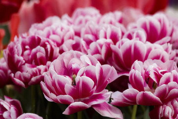 Obraz premium Fluffy pink tulip close-up in the spring city field. Pink or purple tulip field for 8 march womans day. Bulbous field pink tulips close up of bright flower. Green blurred background with pink tulip.