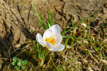 Close-up of very gentle blue spring crocus Blue Pearl against the background of stones and blurred...