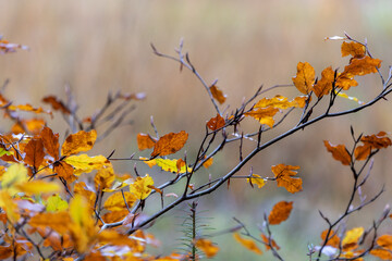 Stunning autumnal scene of an orange and yellow leafed branch against a blurred backdrop